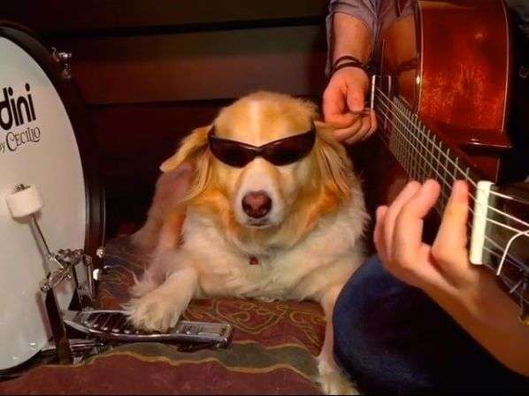 Pies grający kawałek Arctic Monkeys, to najlepsza rzecz jaką dziś zobaczycie