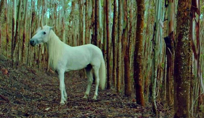 Jednorożec, zatrute owoce i chatka na skraju lasu. "Unicorn" to niepokojąca baśń o dorastaniu