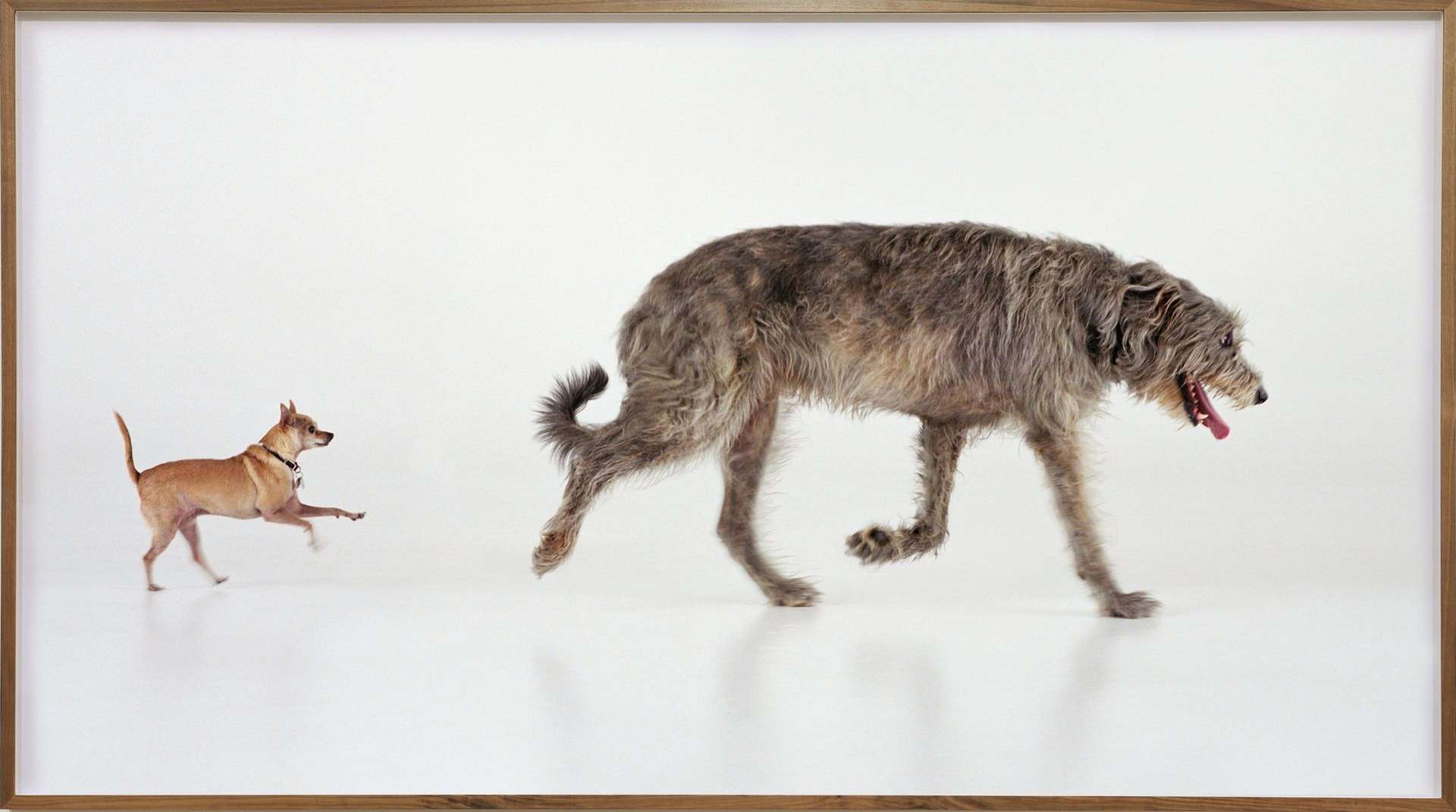 W cenionej galerii trwa psia wystawa – to sztuka od psów dla psów i ludzi