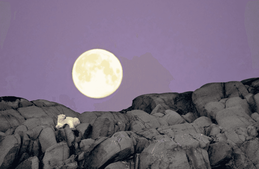 Piękne, majestatyczne, groźne... i na skraju wyginięcia. Michel Rawicki dokumentuje życie niedźwiedzi polarnych