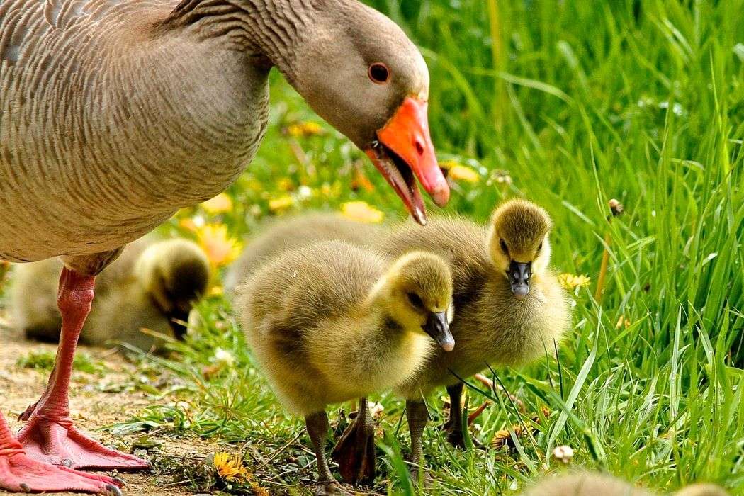 Nowy Jork zakazuje foie gras, bo jego powstanie okupione jest ogromnym cierpieniem zwierząt