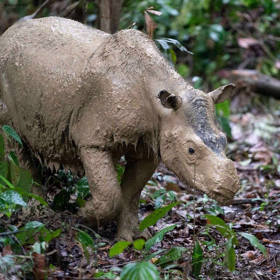 Gatunki zwierząt, które wyginęły w 2019 roku. Wybiliśmy już ponad 83 proc. dzikich ssaków na świecie