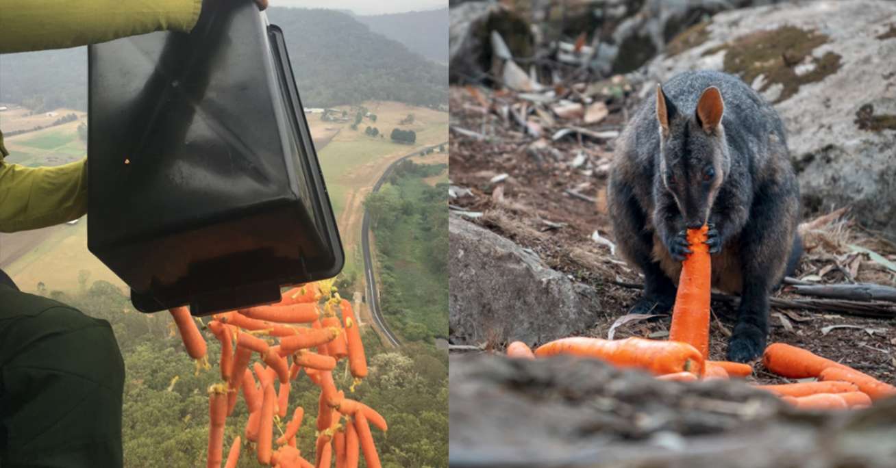 Australijczycy zrzucają jedzenie zwierzętom, które z powodu pożarów nie mają co jeść