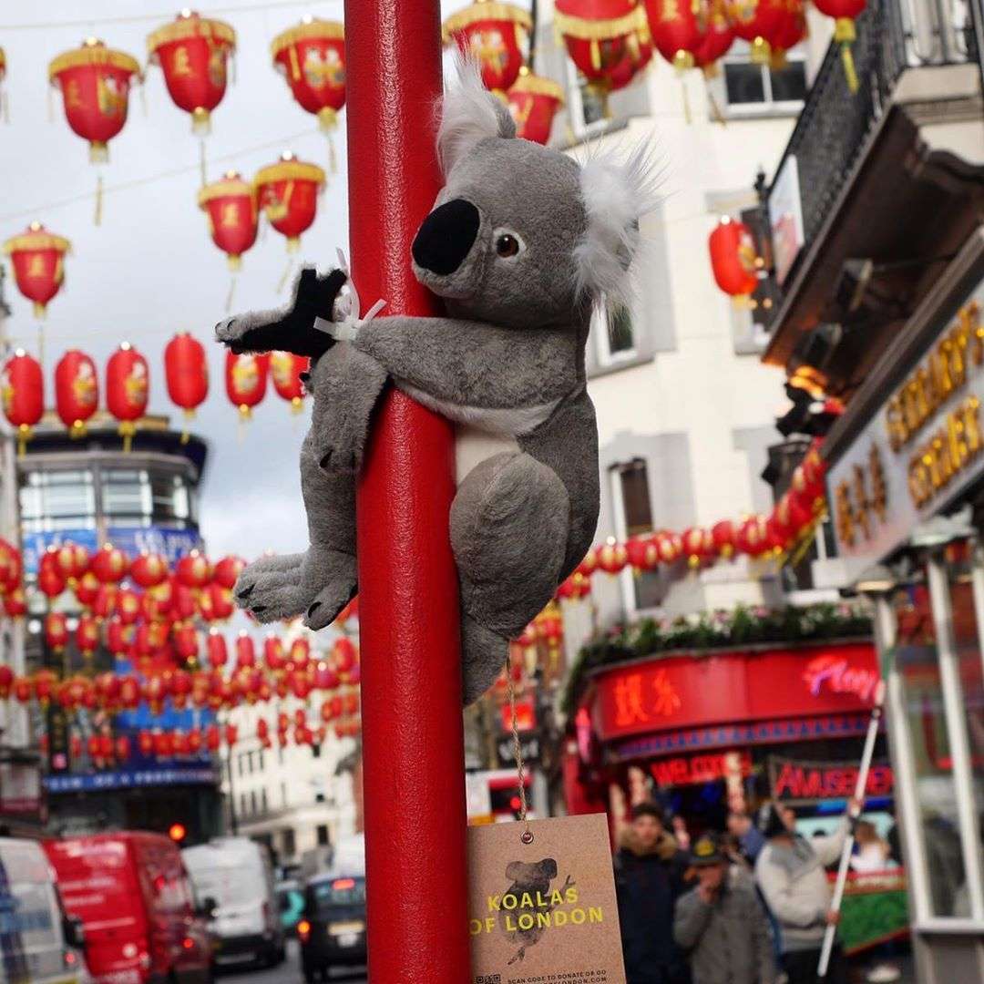 Na ulicach Nowego Jorku i Londynu pojawiły się pluszowe koale. Cel jest szczytny