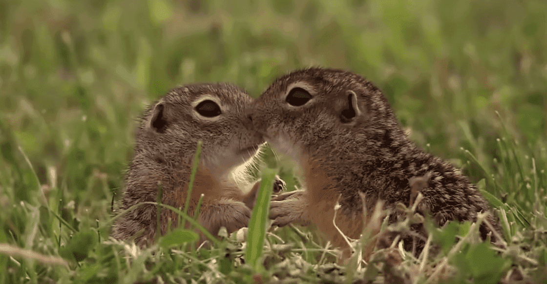 Piękno polskiej natury w filmie „Wild Poland”. Zachwycił świat, a Polaków wprawia w dumę