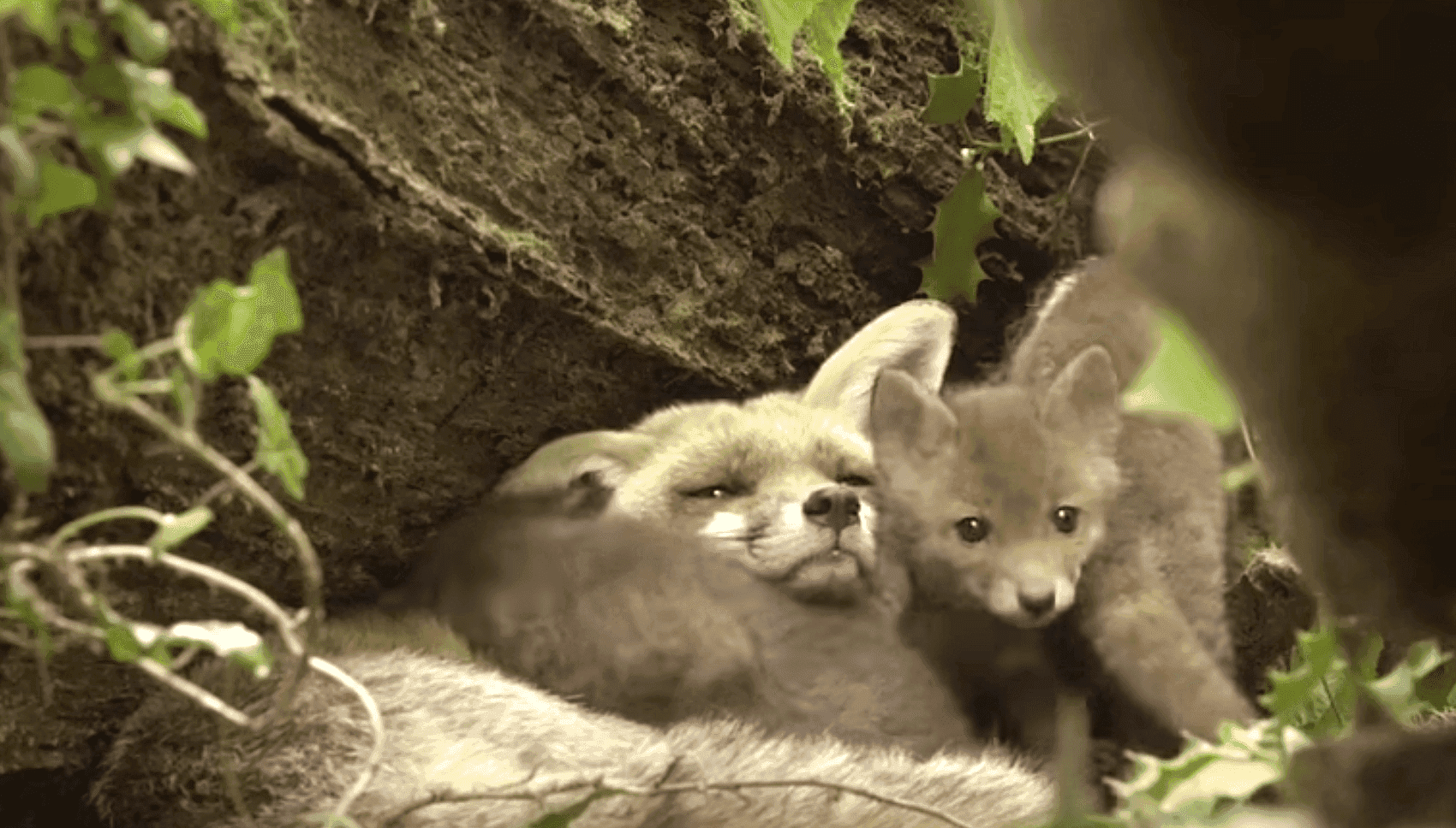 Rewelacyjny dokument przyrodniczy "Królestwo" tylko w ten weekend bez opłat