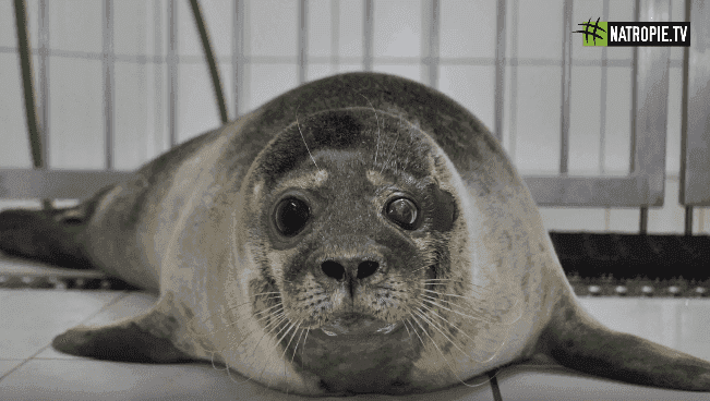 Foki pilnie potrzebują naszej pomocy. Helskie fokarium prosi o wsparcie