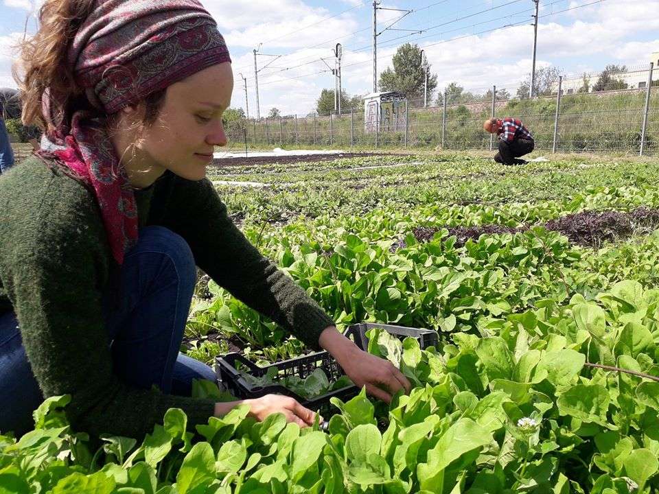 W Krakowie prężnie działa ekologiczna Farma Miejska