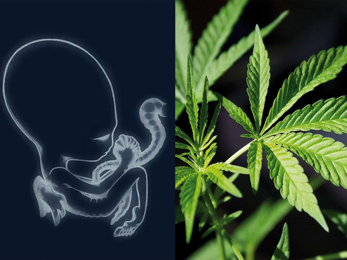 Sigur Ros wprowadzają na rynek nalewki z olejkiem z konopi