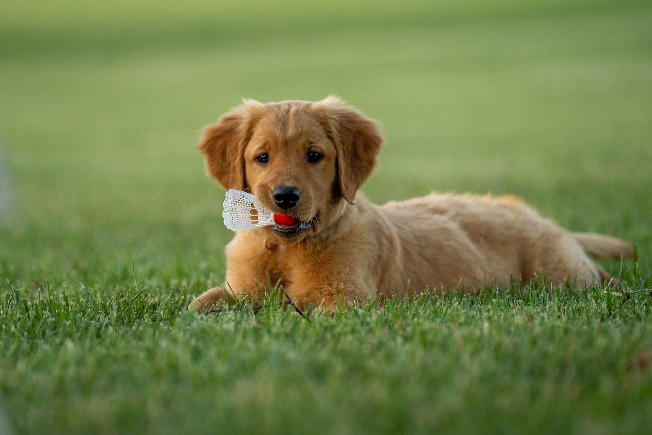 Niemcy zapowiadają obowiązkowe spacery z psem i zakaz łańcucha