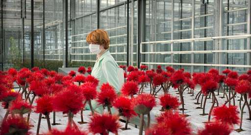 Roślina, której zapach powoduje wydzielanie oksytocyny u ludzi. „Kwiat szczęścia” od dzisiaj w kinach