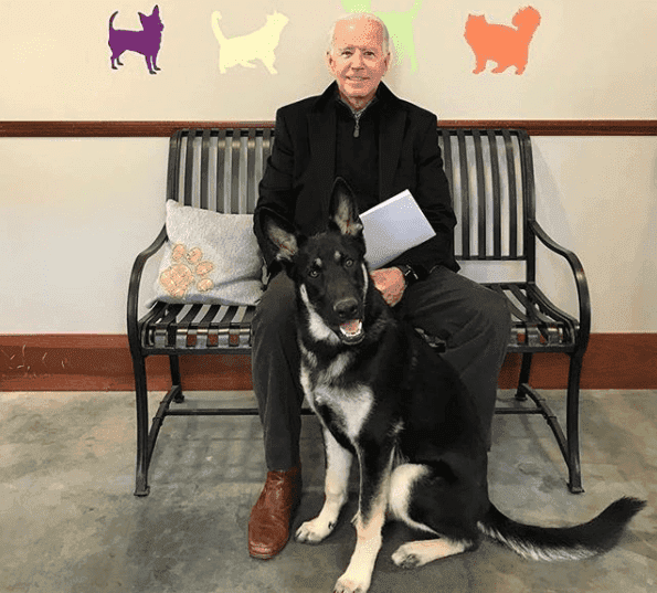 Wraz z Joe Bidenem pieski powracają do Białego Domu!