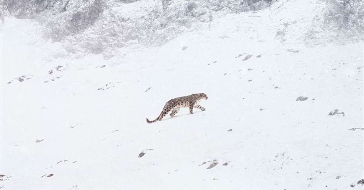 O zwierzęciu na granicy wyginięcia. „Duch śniegów” z muzyką Nicka Cave’a wkrótce w kinach [zwiastun]