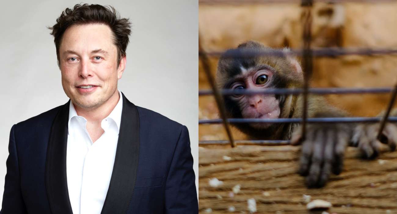 „Ekstremalne cierpienie” zwierząt w firmie Elona Muska. W wyniku eksperymentów nie żyje 15 małp
