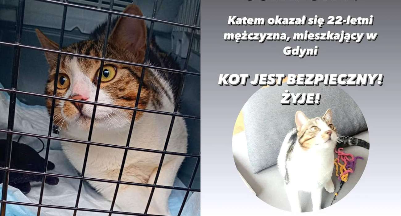 „Powiesiłem go na kablu". Internetowe polowanie na dręczyciela kota zakończone sukcesem