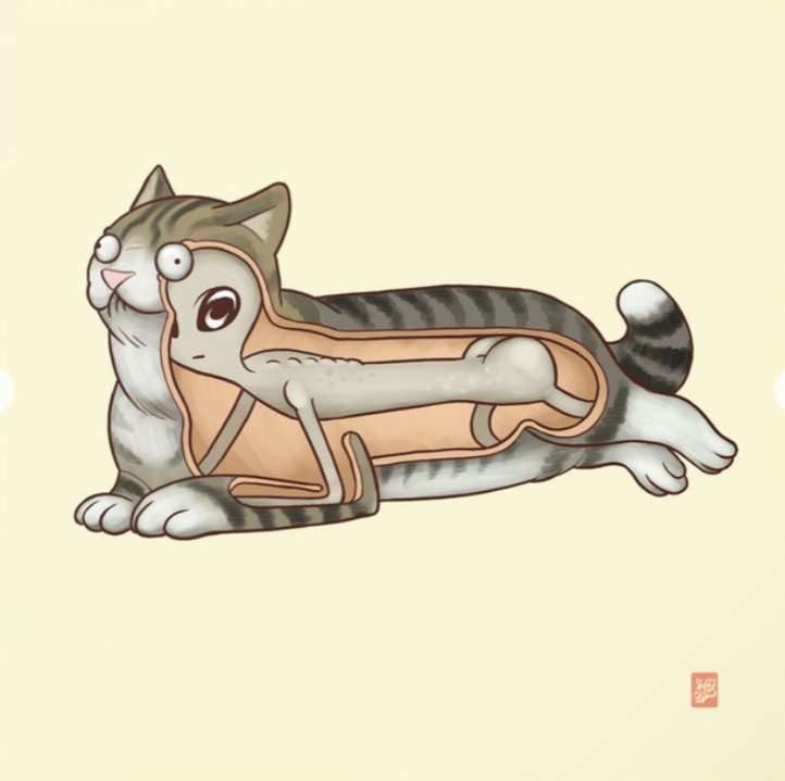 Koty wpisane do polskiej bazy „inwazyjnych gatunków obcych”