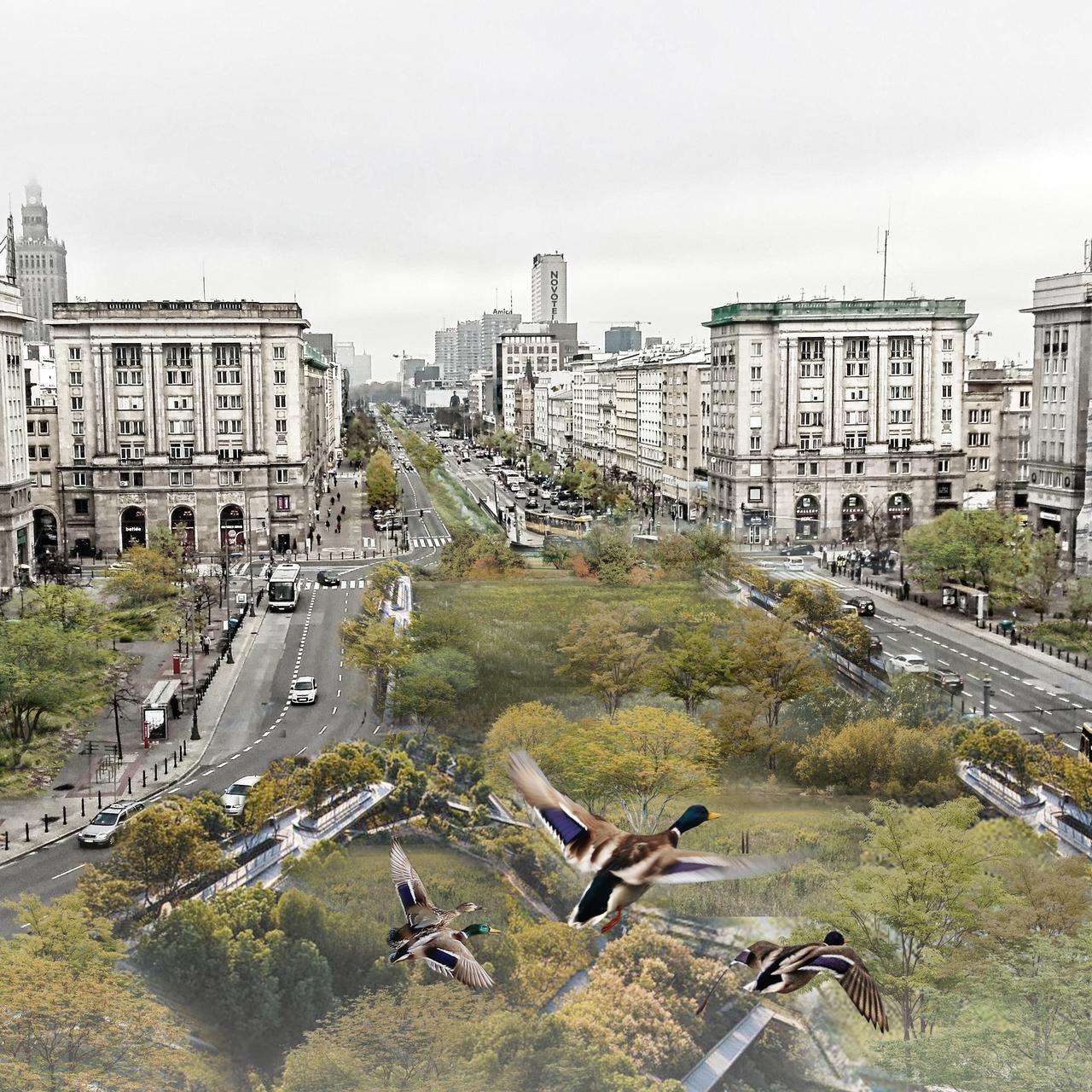 Mokradła w centrum Warszawy. To odpowiedź na wyzwania klimatyczne