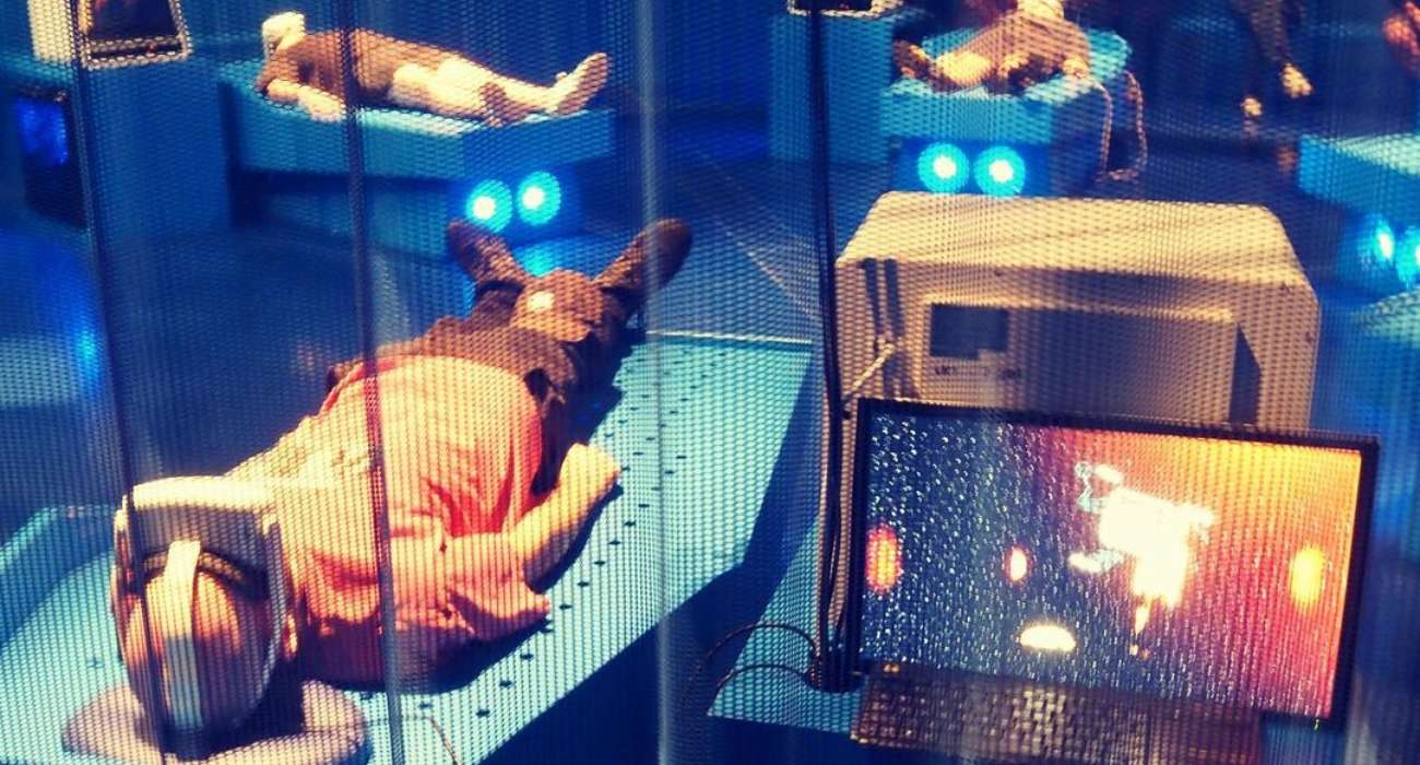 Australijski artysta stworzył viralowy symulator śmierci. Chętnych nie brakuje