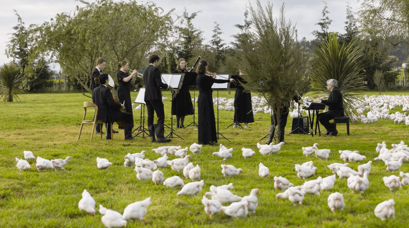Nowozelandzka orkiestra symfoniczna zagrała dla stada kur!