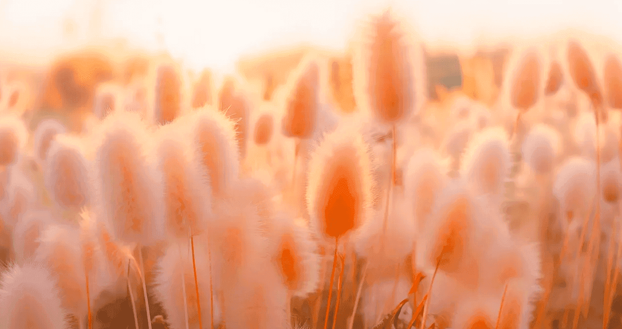 Kolor roku 2024 według Pantone: Peach Fuzz