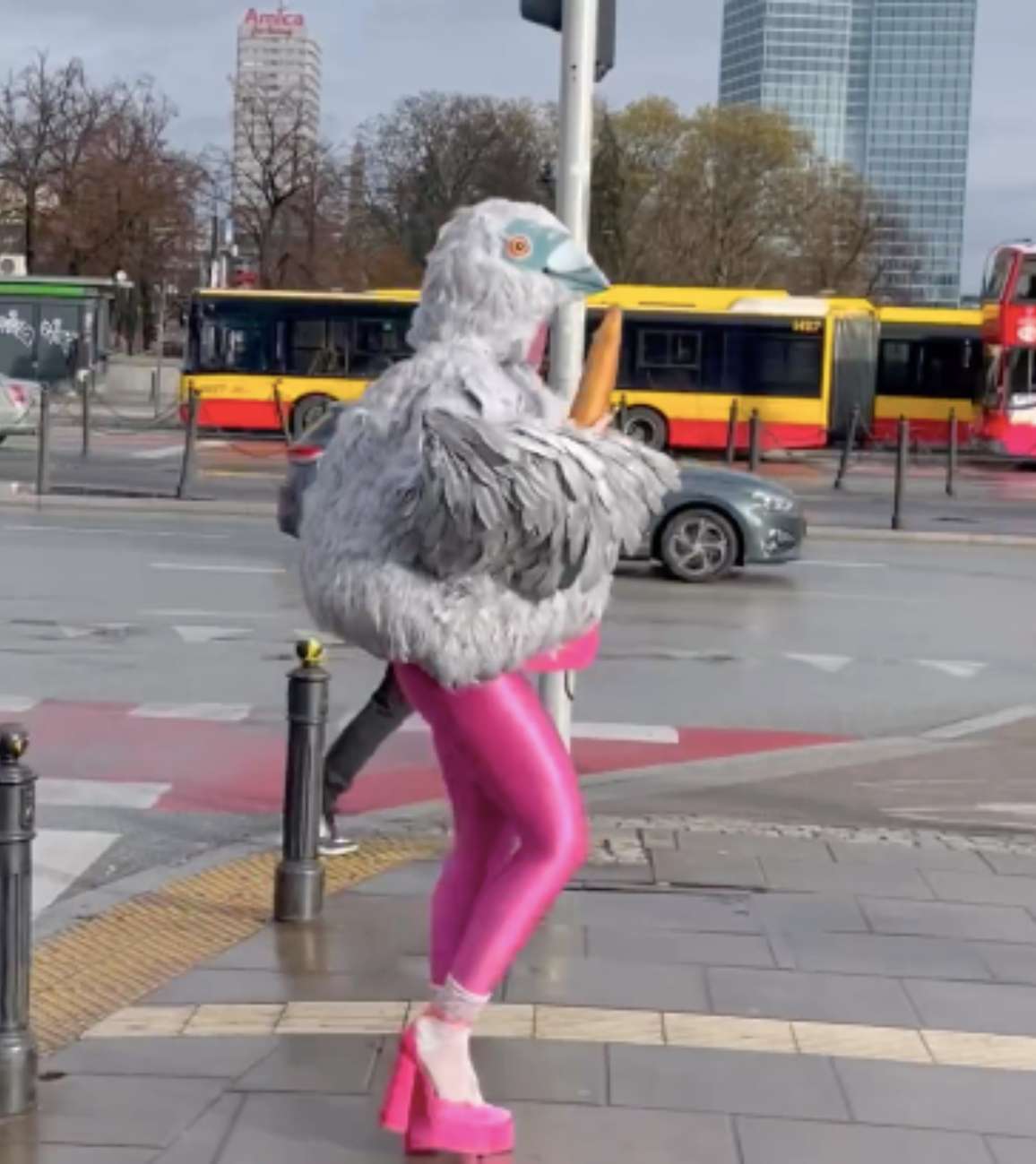 Kobieta-gołąb podbija ulice polskich miast na viralowych filmikach