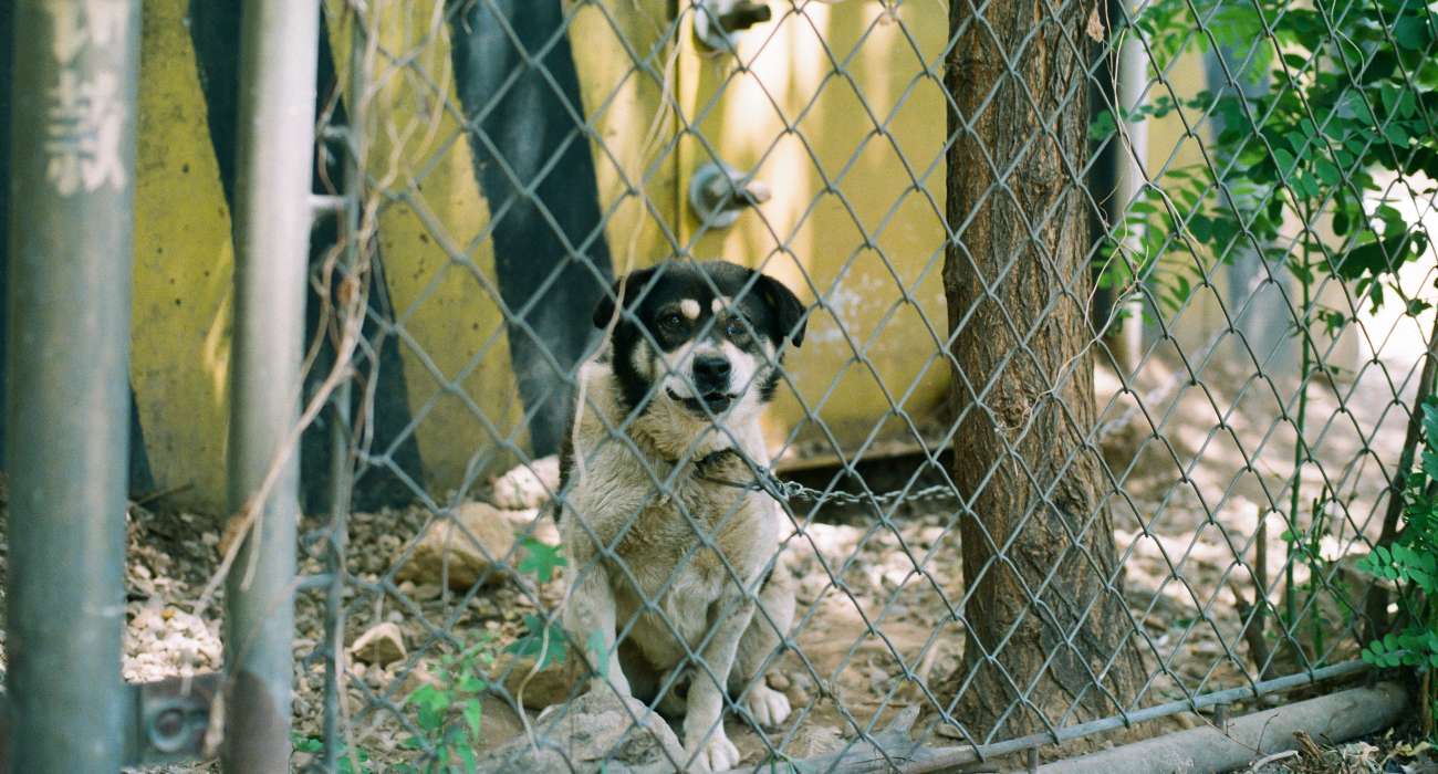 Koniec z jedzeniem psów – Korea Południowa wprowadza zakaz