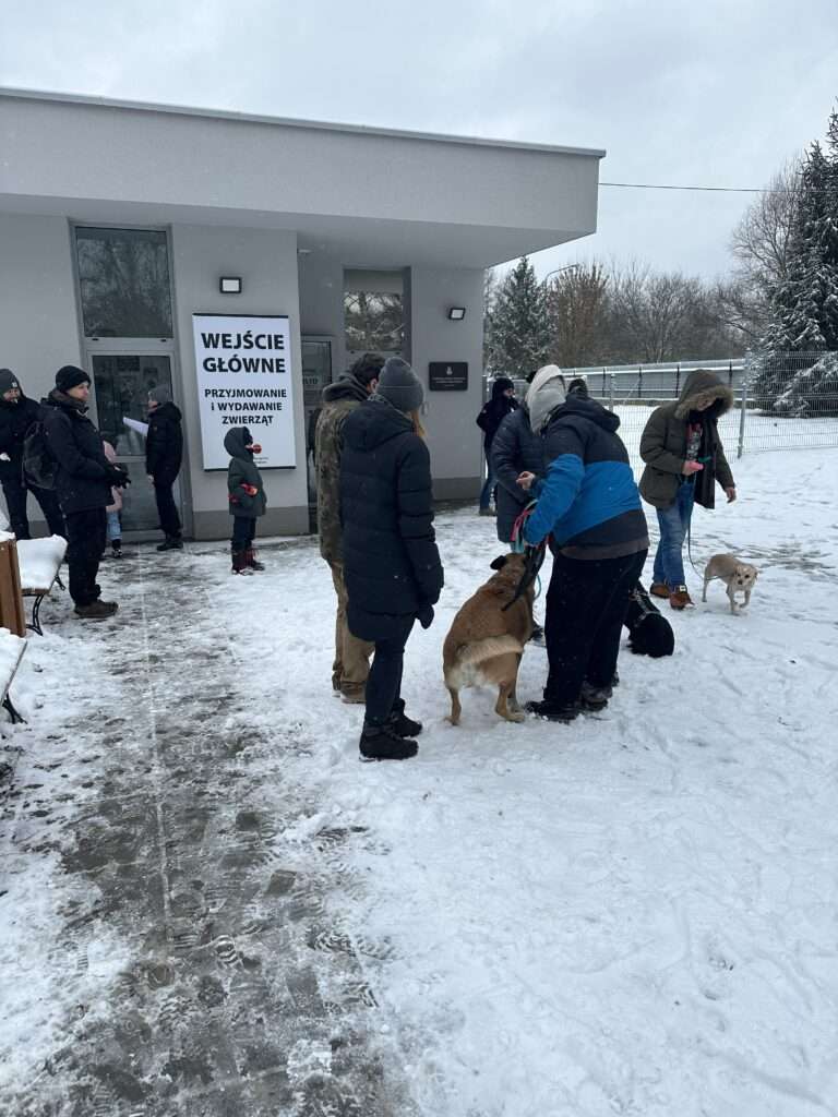 Wielki sukces Akcji Mrozy! 32 psy znalazły nowy dom i to nie koniec