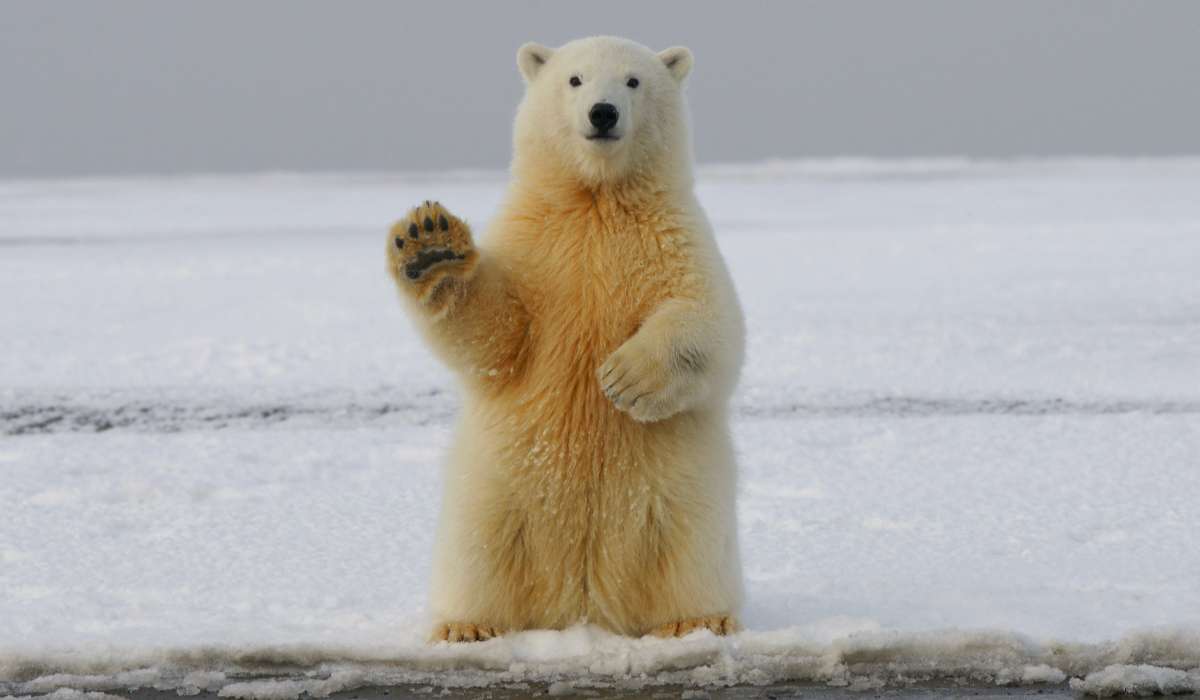 Kawałek Arktyki na sprzedaż. Jest jeden haczyk