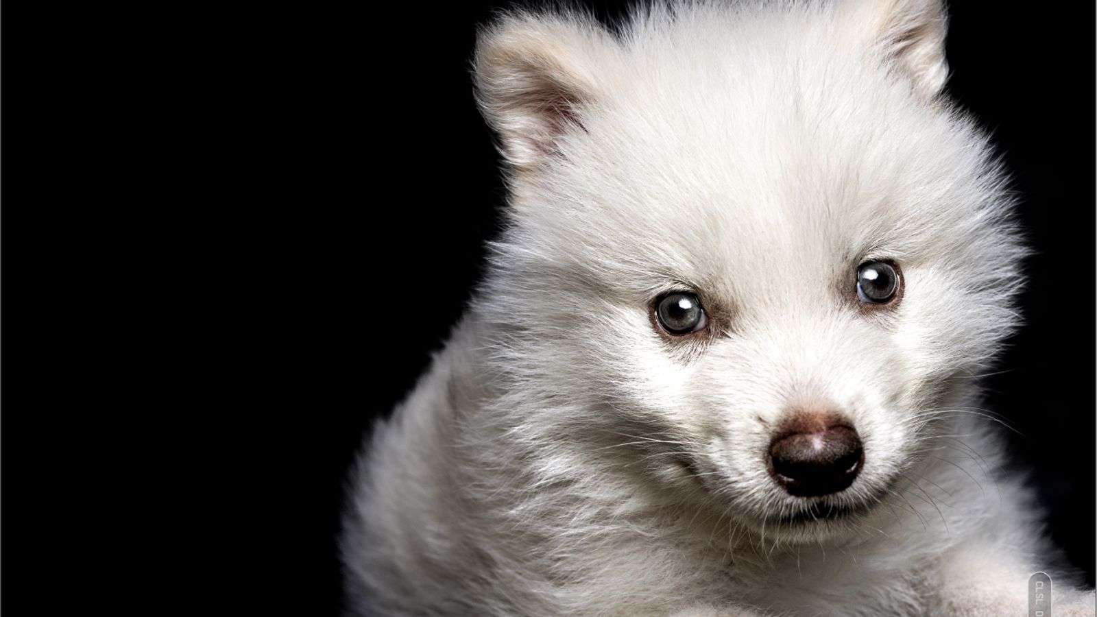 Wymarły 10 000 lat temu gatunek wilka został przywrócony do życia