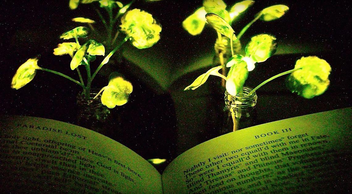 Naukowcy stworzyli świecące rośliny. Wkrótce zastąpią uliczne latarnie