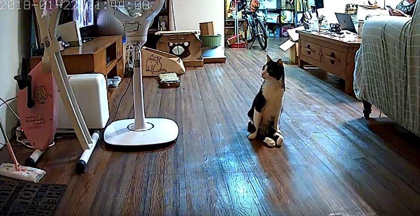 Filmik ze sparaliżowanym kotem, który czeka na swojego właściciela, to nowy hit Internetu