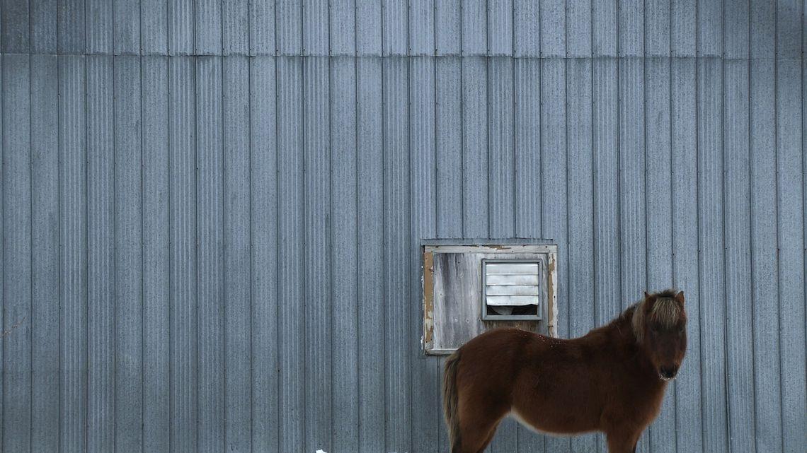 Zwierzęta jako pełnoprawni bohaterowie w przeglądzie filmowym "Kino postludzkie" w U-jazdowskim