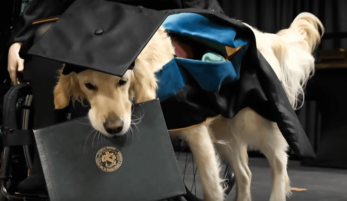 Pies dostał honorowy tytuł magistra. To dzięki pomocy dla swojej pani