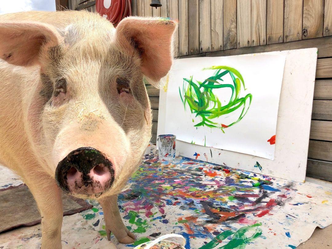 Dzieło Pigcasso, świni - malarki, trafiło do specjalnej linii zegarków. Dochód z jej prac wspiera zwierzęta hodowlane