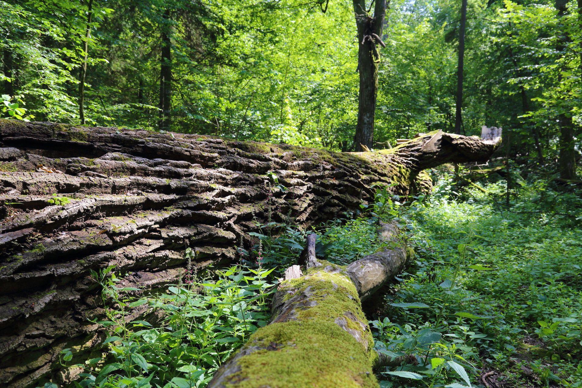 Zagrożone gatunki zwierząt zamiast żubra na Żubrze. Akcja ma szczytny cel