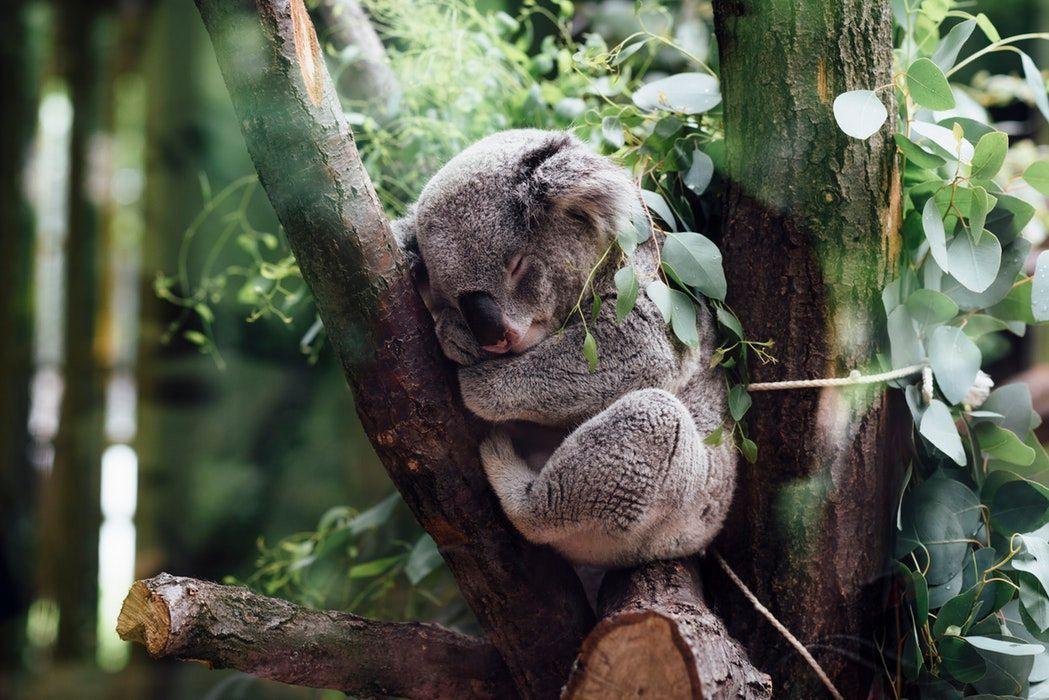 Koala giną masowo w pożarach w Australii. Gatunek uznano za funkcjonalnie wymarły