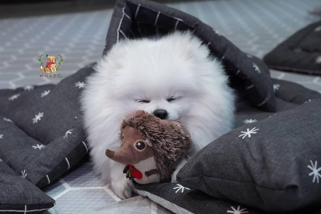 Przedszkole dla psów udostępnia zdjęcia swoich śpiących podopiecznych