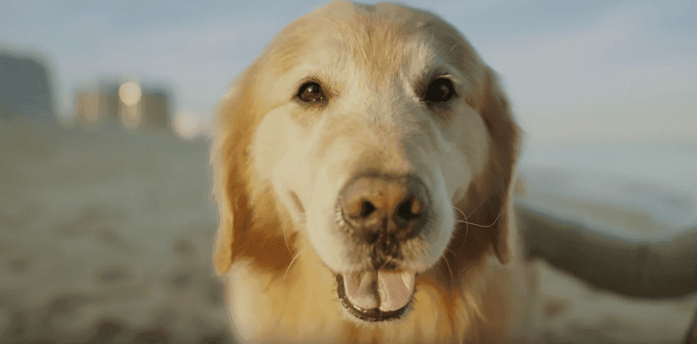Wykupił reklamę na SuperBowl, by podziękować weterynarzom, którzy wyleczyli jego psa z raka