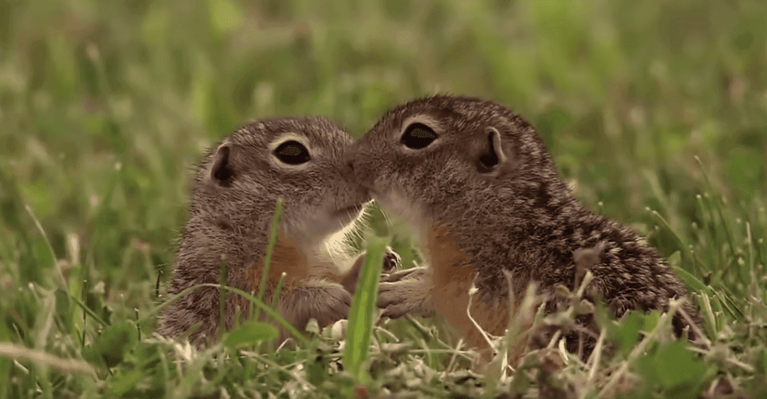Piękno polskiej natury w filmie „Wild Poland”. Zachwycił świat, a Polaków wprawia w dumę