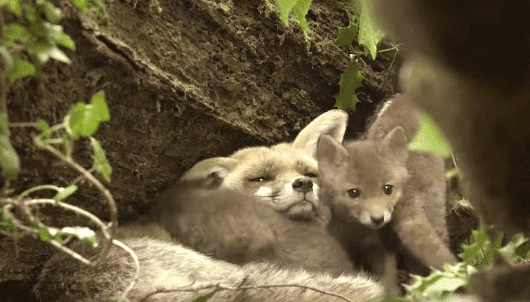 Rewelacyjny dokument przyrodniczy "Królestwo" tylko w ten weekend bez opłat