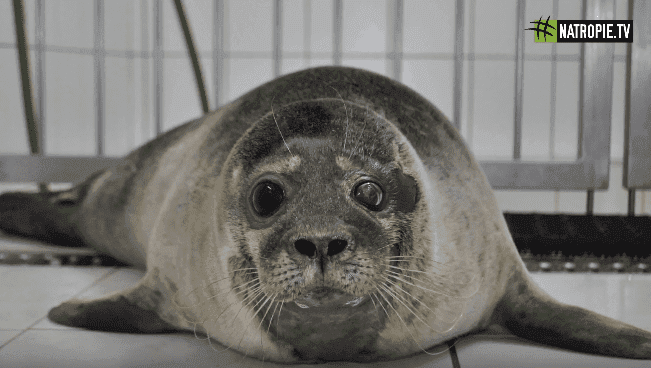 Foki pilnie potrzebują naszej pomocy. Helskie fokarium prosi o wsparcie