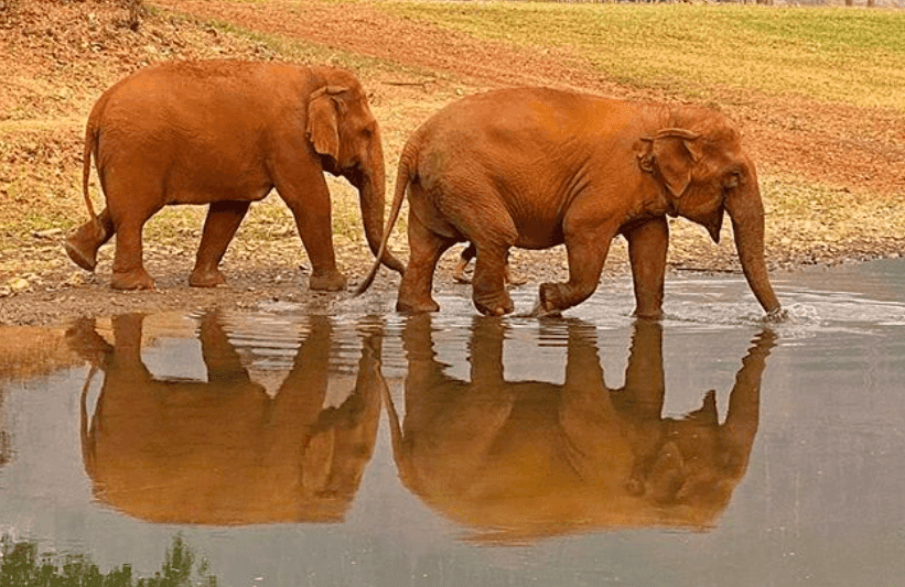Słonie w Chiang Mai zostały wypuszczone na wolność. Powodem nieobecność turystów