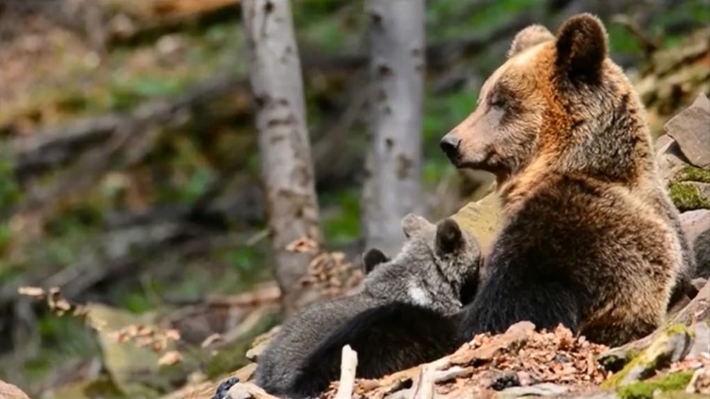 Niedźwiedzie macierzyństwo we wzruszającym filmiku z okazji Dnia Matki