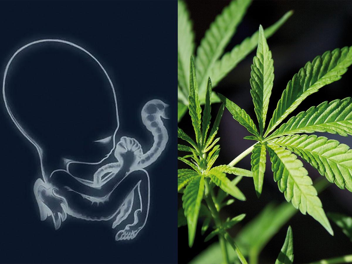 Sigur Ros wprowadzają na rynek nalewki z olejkiem z konopi