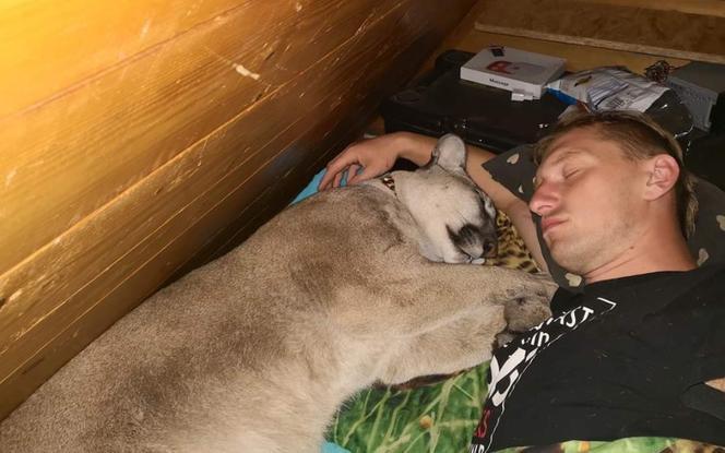 Wielki spór o pumę Nubię. Czy powinna wrócić do właściciela?