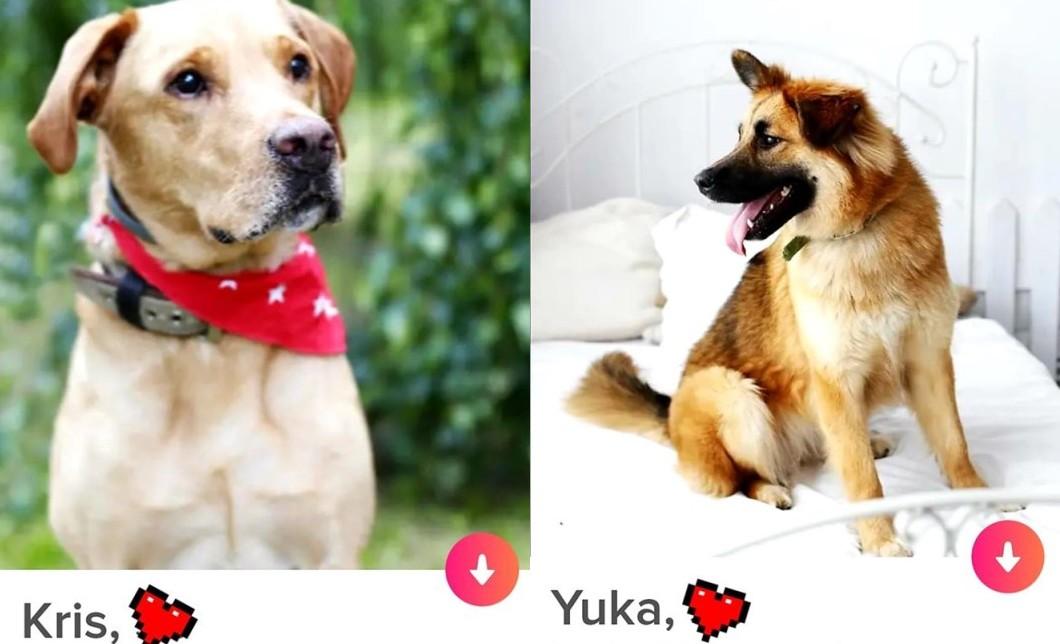 Bezdomne psy szukają domów na Tinderze. Miłość od pierwszego wejrzenia?