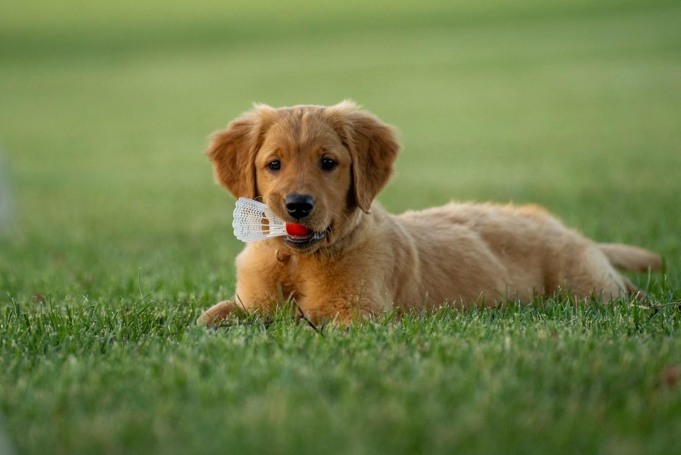 Niemcy zapowiadają obowiązkowe spacery z psem i zakaz łańcucha