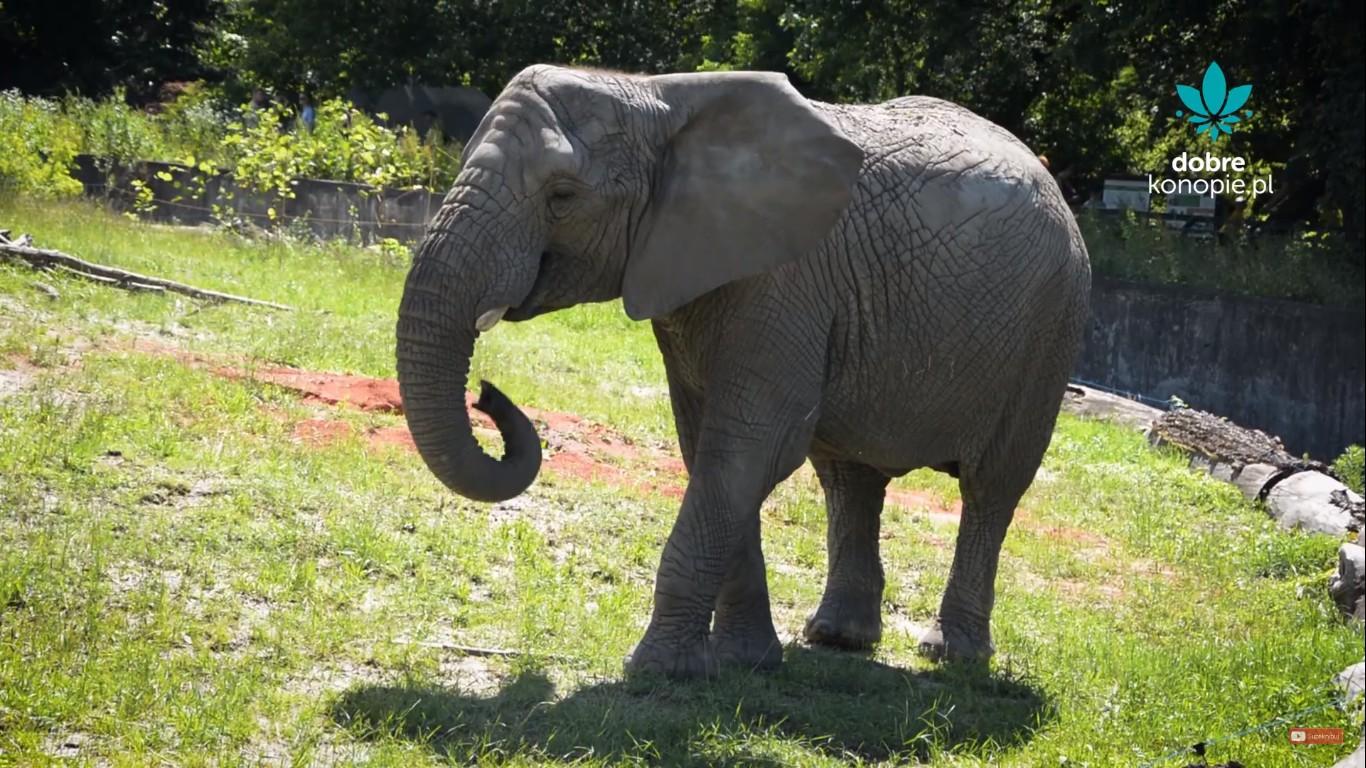 Warszawskie ZOO sprawdza, czy olej CBD z konopi odstresuje słonie