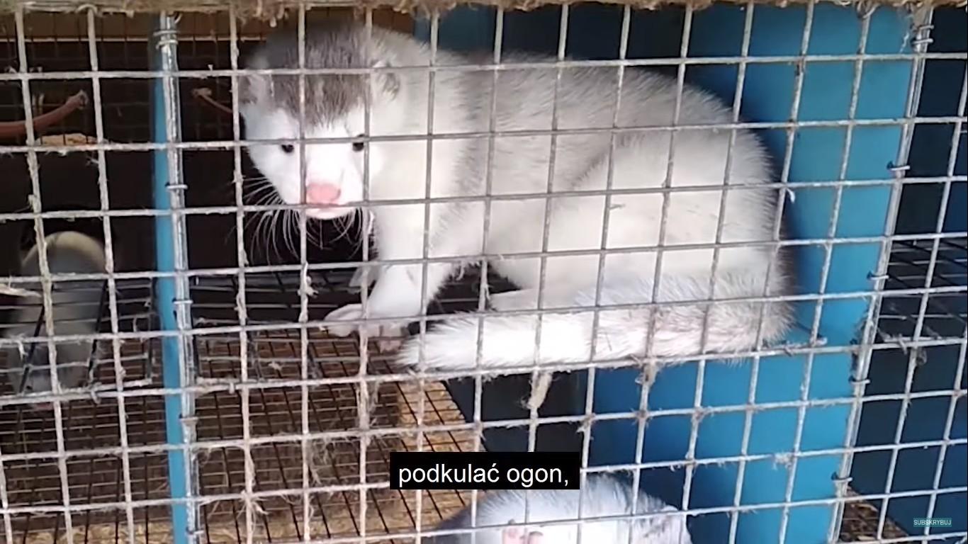 Otwarte Klatki pokazały szokujące nagranie ze śledztwa na największej fermie norek w Polsce