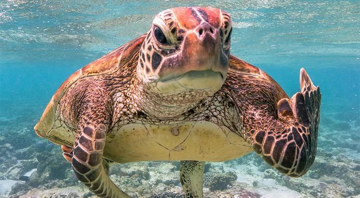Najśmieszniejsze zwierzęta świata. Poznajcie finalistów Comedy Wildlife Photography Awards 2020